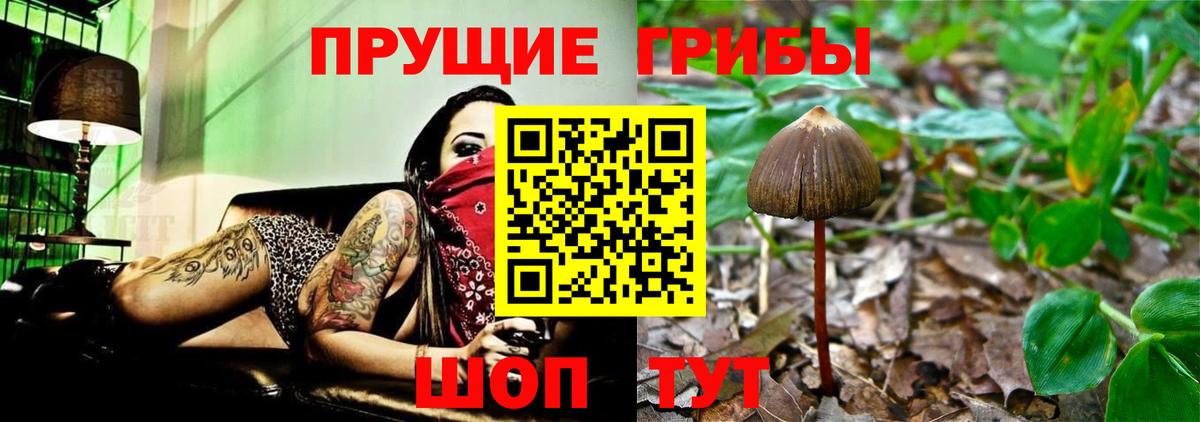 Псилоцибиновые грибы Cubensis Моздок